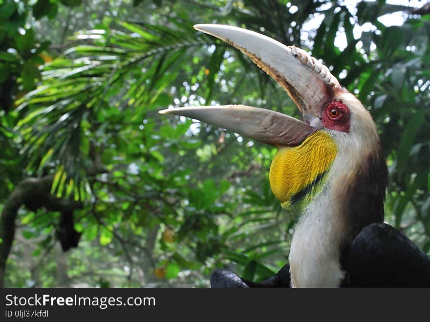 Bird, Beak, Fauna, Hornbill