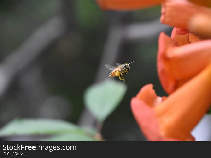 Insect, Bee, Membrane Winged Insect, Invertebrate