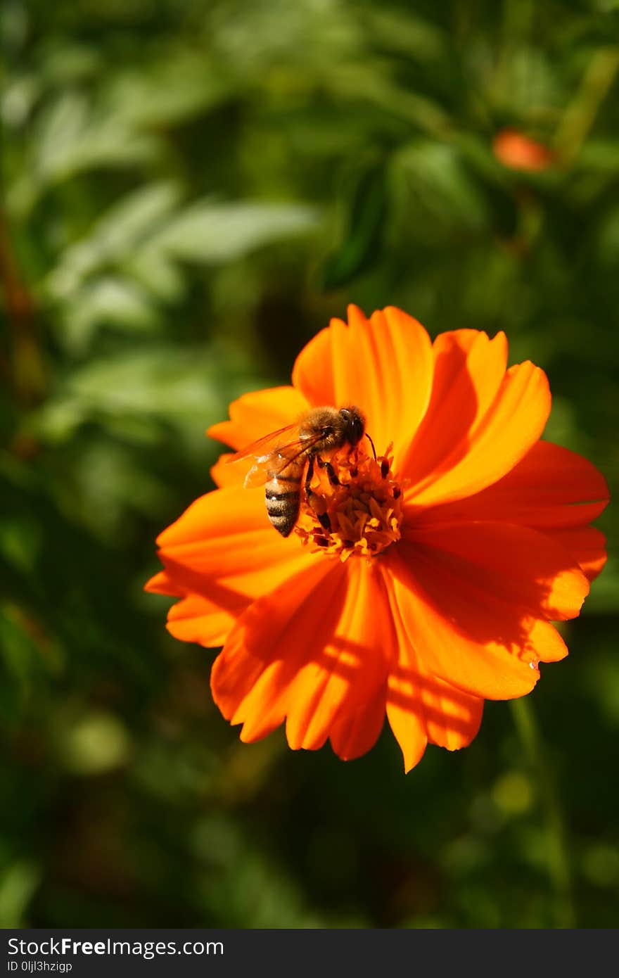 Flower, Nectar, Yellow, Honey Bee