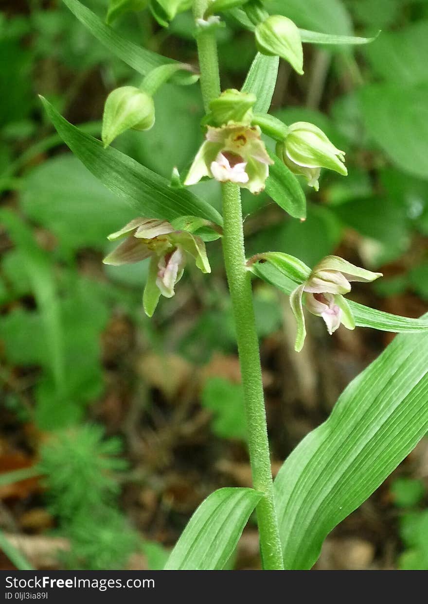 Plant, Flora, Flower, Terrestrial Plant