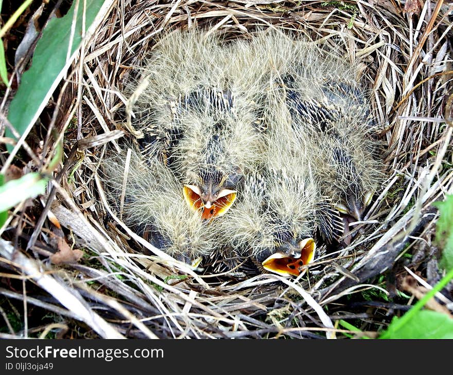 Fauna, Beak, Bird, Nest