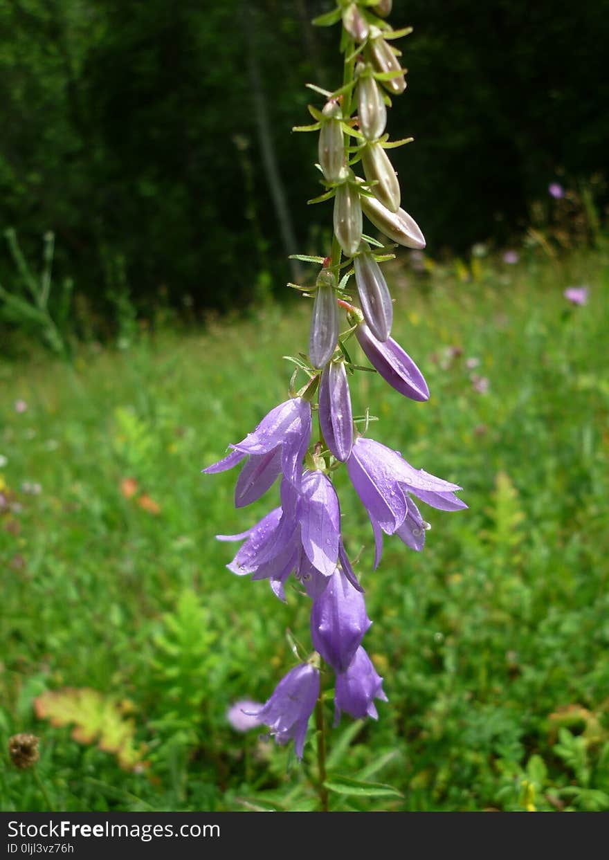 Plant, Flora, Flower, Bellflower Family