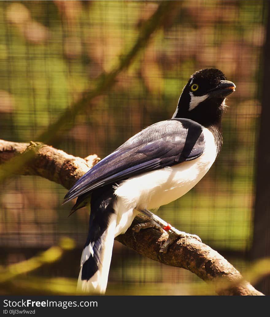 Bird, Fauna, Beak, Organism