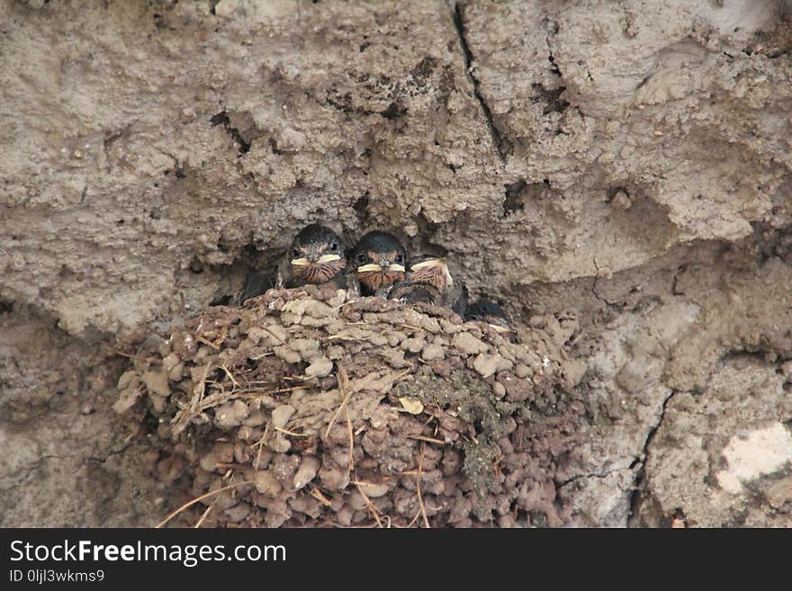 Fauna, Soil, Geology, Rock