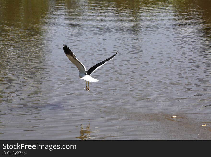 Bird, Water, Seabird, Fauna