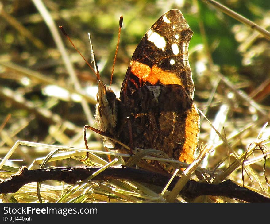 Butterfly, Moths And Butterflies, Insect, Invertebrate