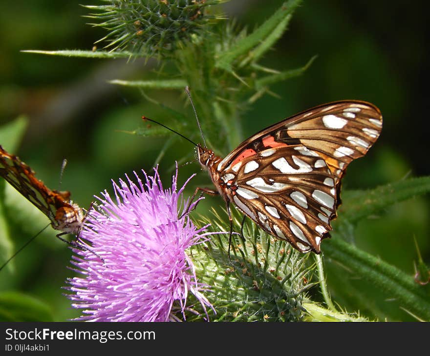 Butterfly, Insect, Moths And Butterflies, Brush Footed Butterfly