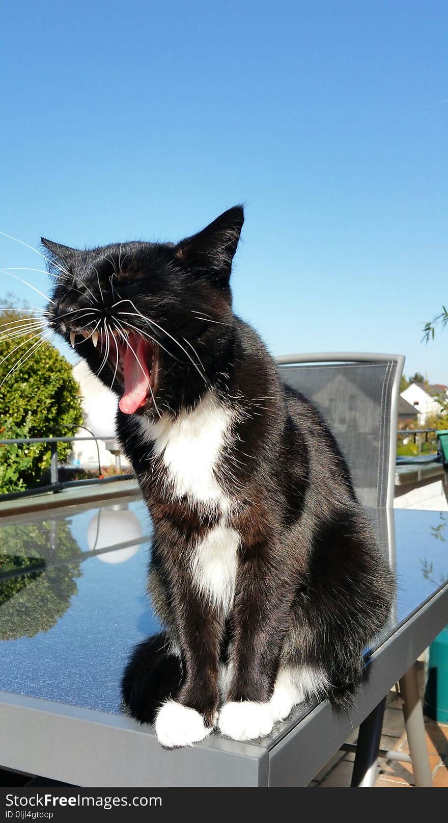 Cat, Facial Expression, Whiskers, Small To Medium Sized Cats