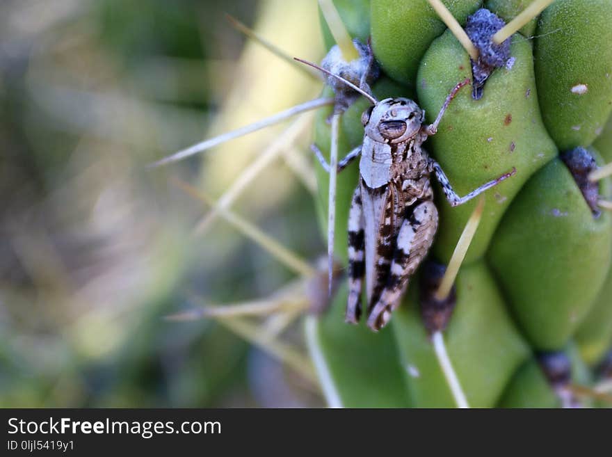 Flora, Insect, Plant, Macro Photography