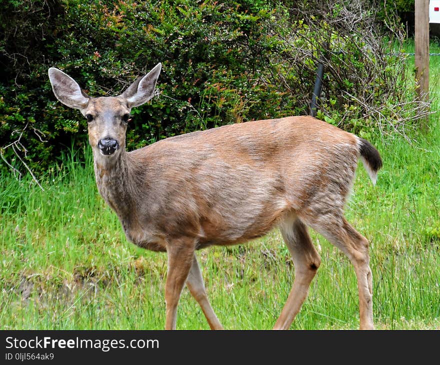 Wildlife, Deer, Fauna, Mammal