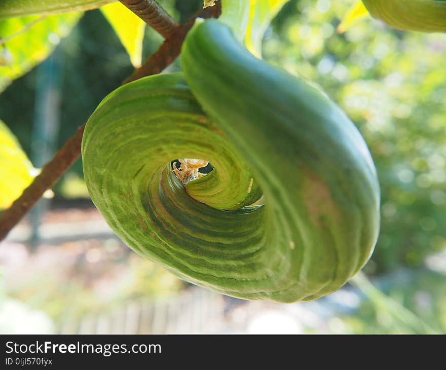 Leaf, Cucumber Gourd And Melon Family, Plant, Plant Pathology