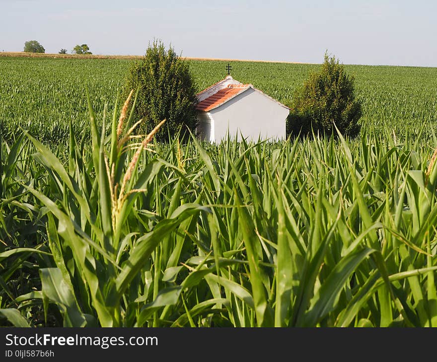 Crop, Field, Agriculture, Grass Family