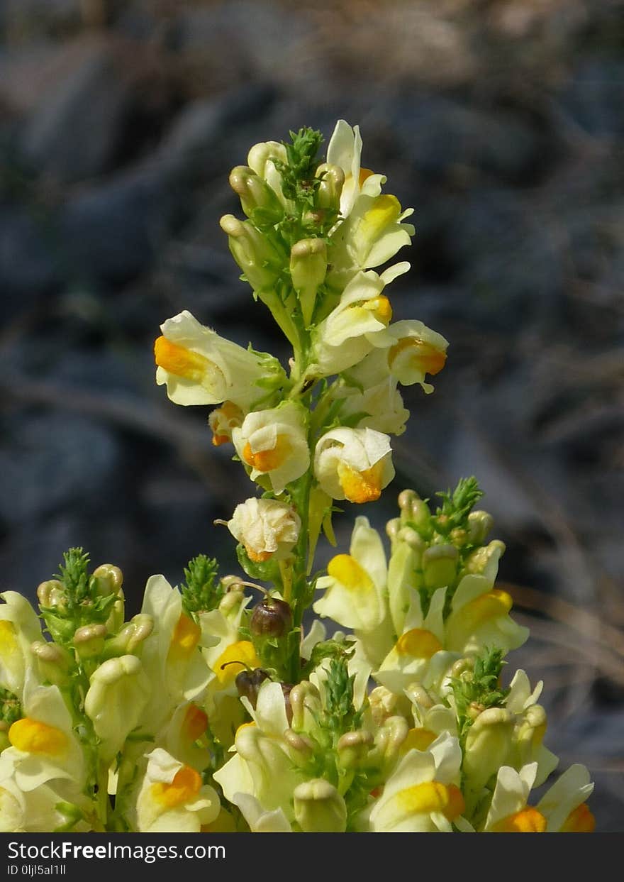 Flower, Flora, Plant, Verbascum