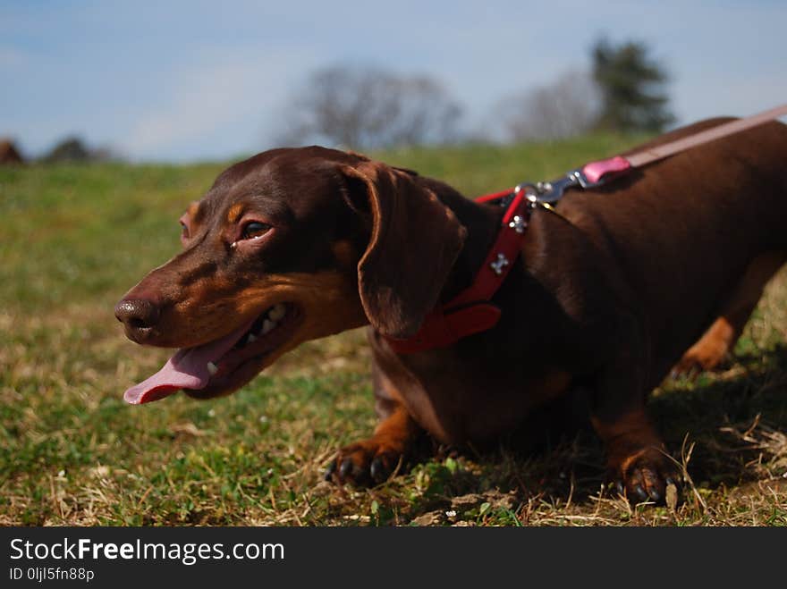 Dog, Dog Breed, Dog Like Mammal, Austrian Black And Tan Hound