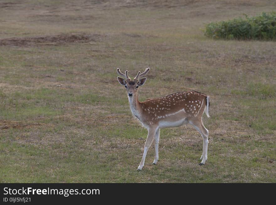 Wildlife, Ecosystem, Deer, Fauna