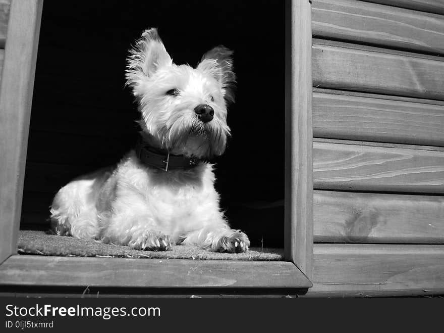 Dog, Dog Like Mammal, White, Black And White