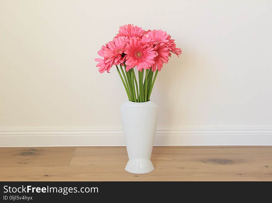 Flower, Pink, Flowering Plant, Plant