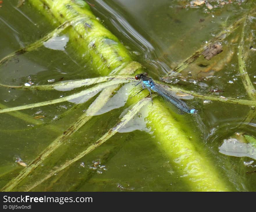 Water, Insect, Leaf, Dragonflies And Damseflies