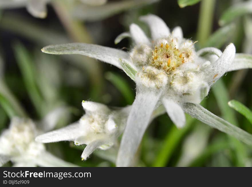 Edelweiss, Flower, Plant, Flora