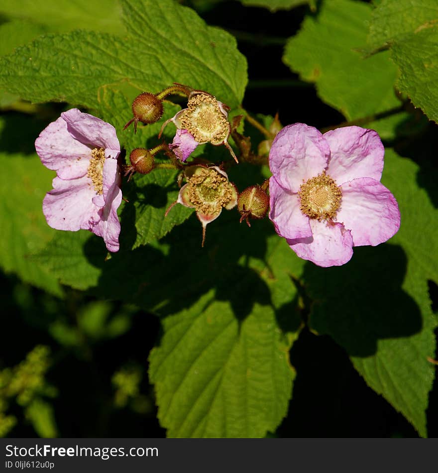 Flower, Flowering Plant, Plant, Thimbleberry