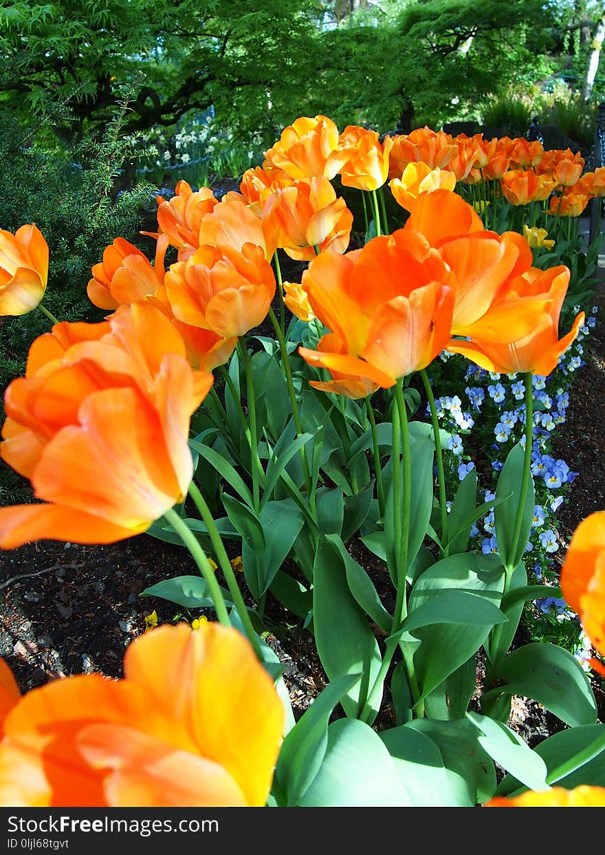 Flower, Plant, Flowering Plant, Tulip