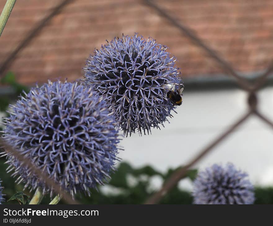 Plant, Flora, Purple, Thistle