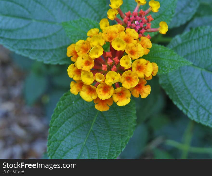 Lantana Camara, Flower, Flowering Plant, Plant