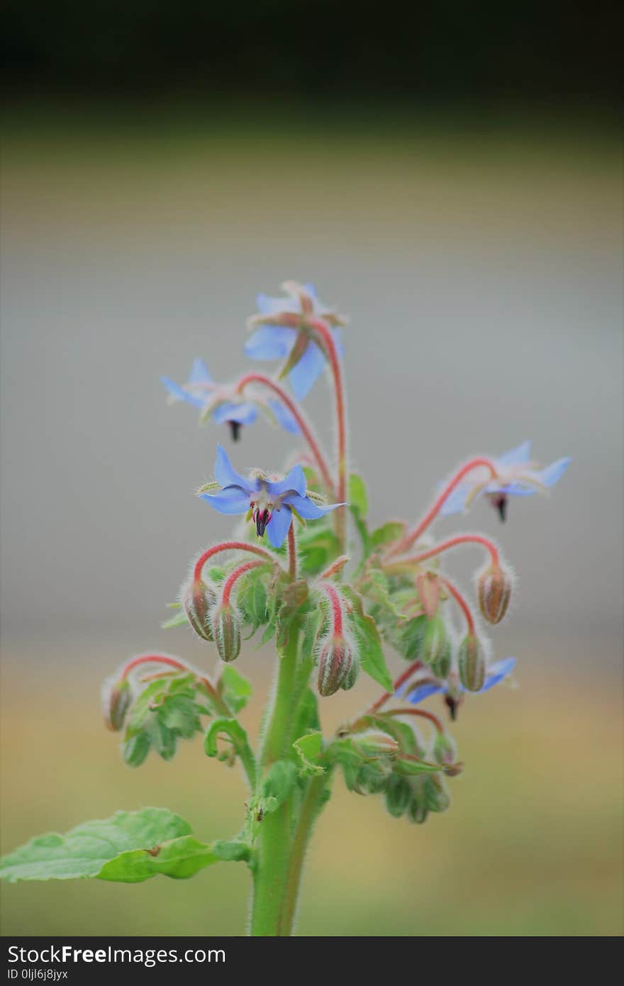 Flora, Plant, Flower, Close Up