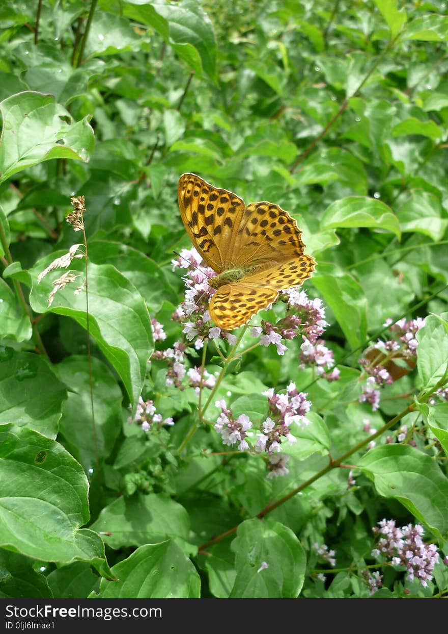 Butterfly, Moths And Butterflies, Brush Footed Butterfly, Insect