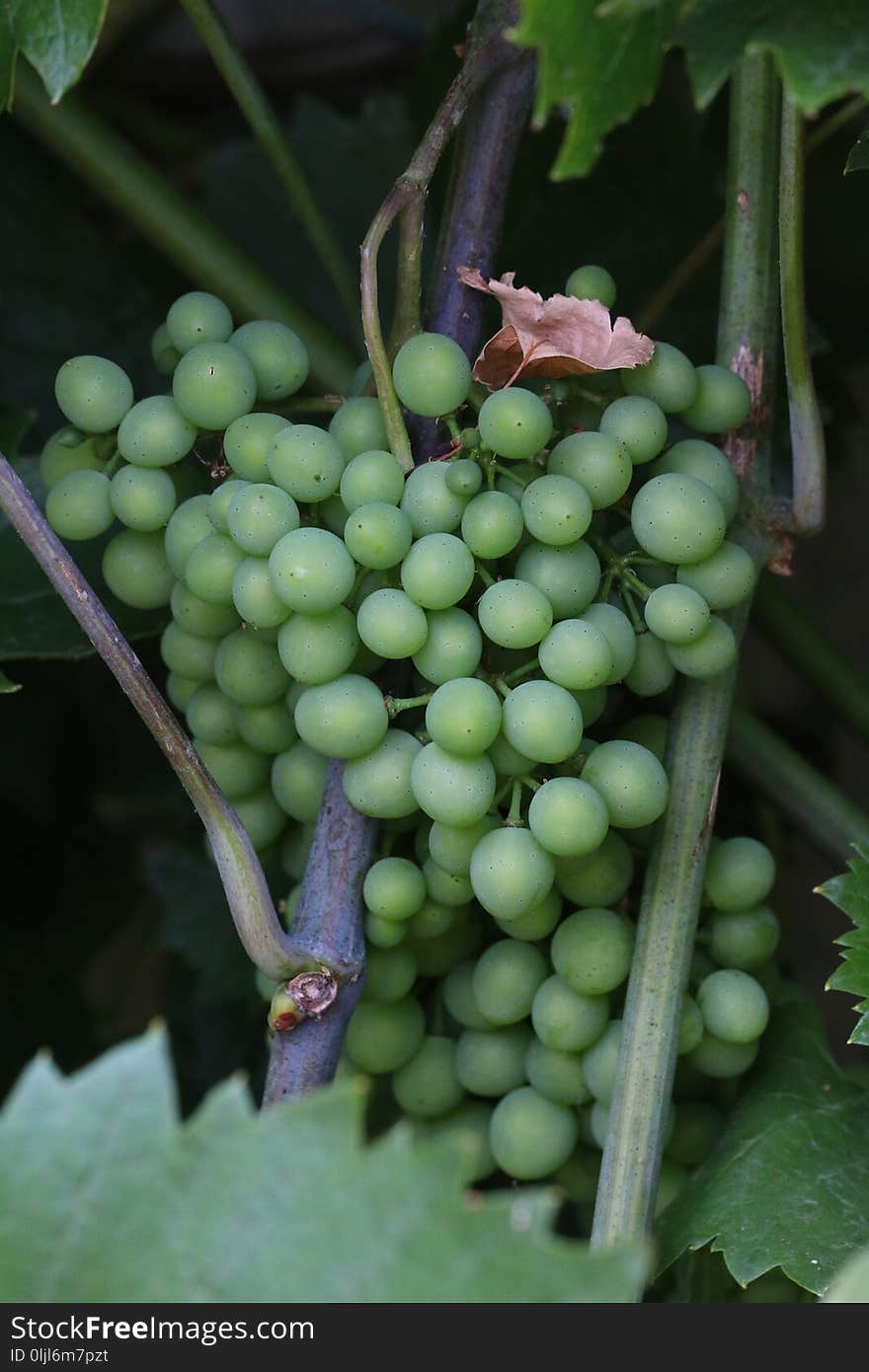 Grape, Grapevine Family, Vitis, Fruit