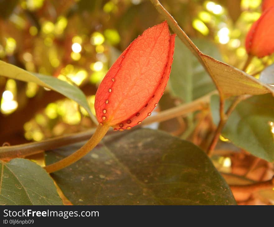 Leaf, Flora, Autumn, Plant