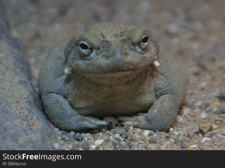 Toad, Terrestrial Animal, Amphibian, Ranidae