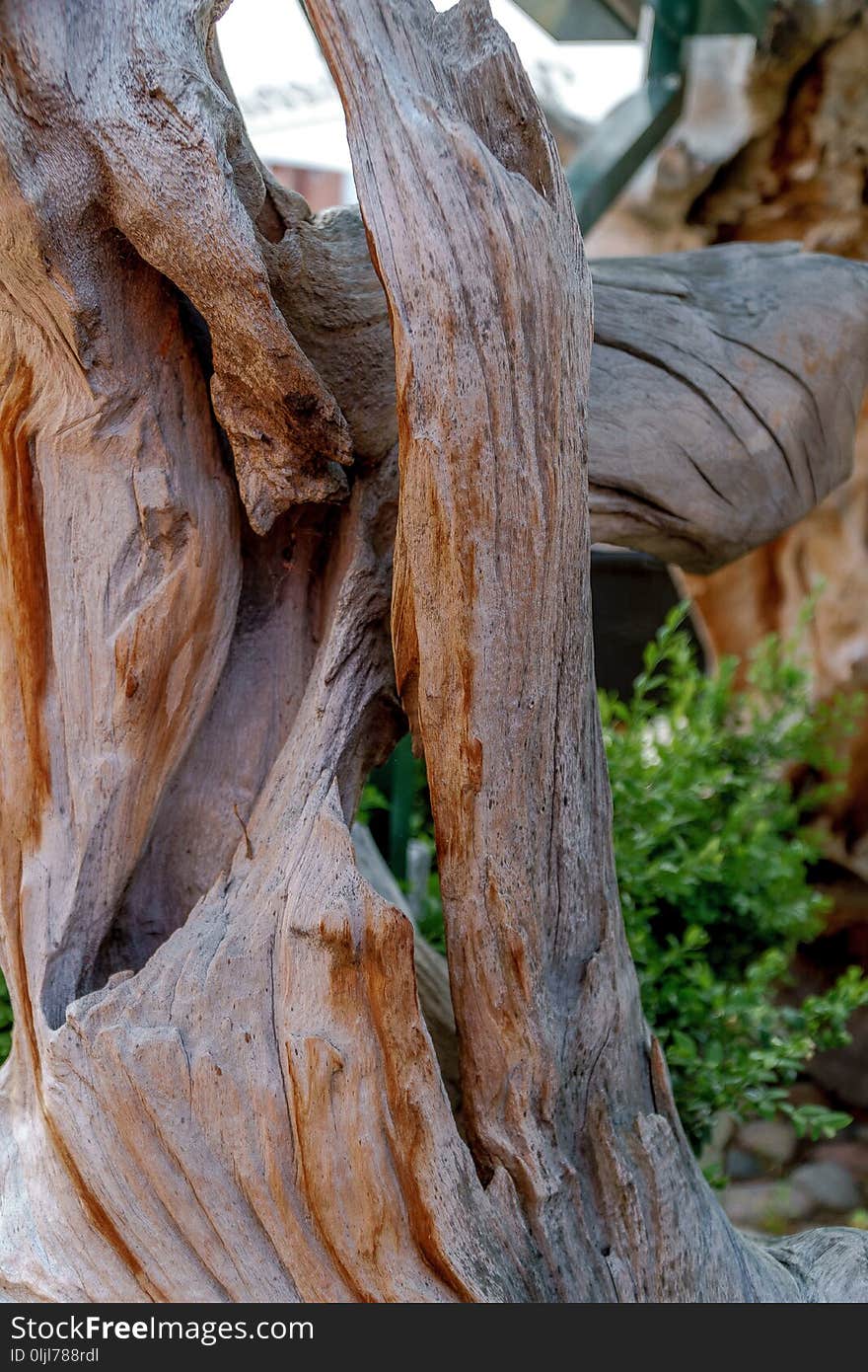 Tree, Wood, Trunk, Plant