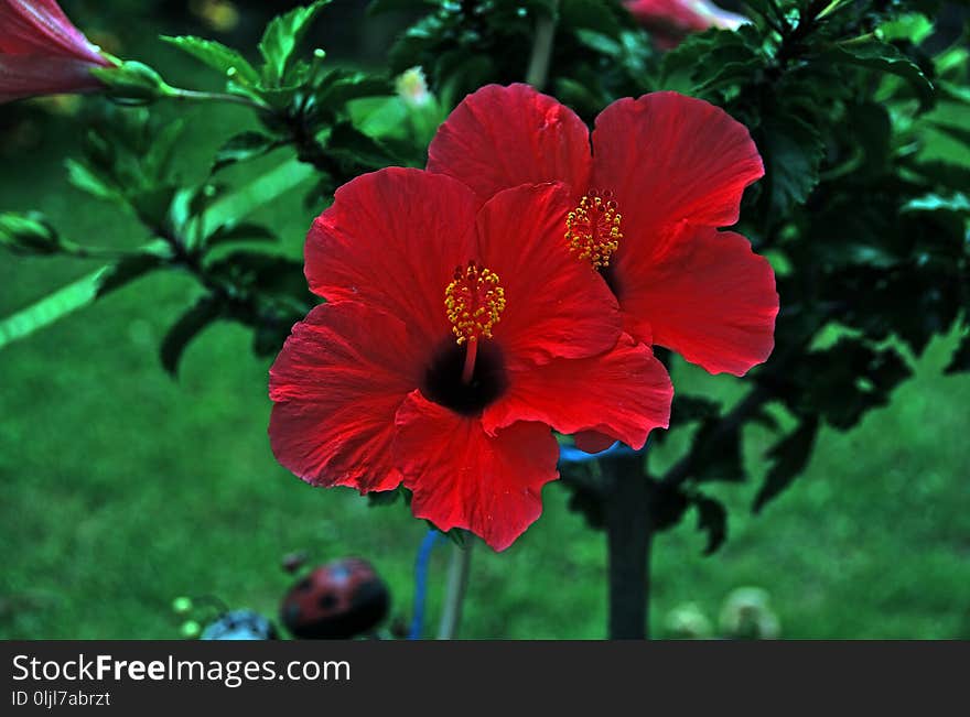 Flower, Flowering Plant, Plant, Hibiscus