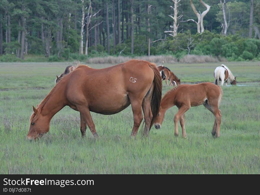 Horse, Pasture, Grazing, Ecosystem