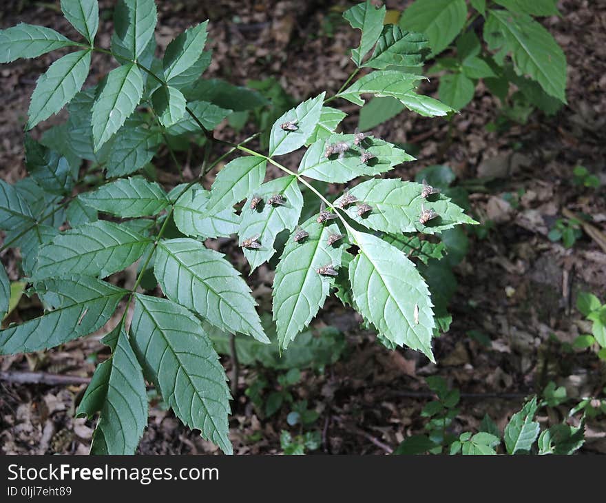 Plant, Leaf, Tree, Nettle Family