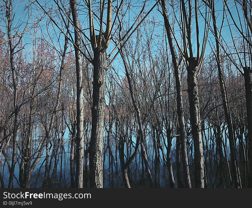 Tree, Nature, Woody Plant, Branch