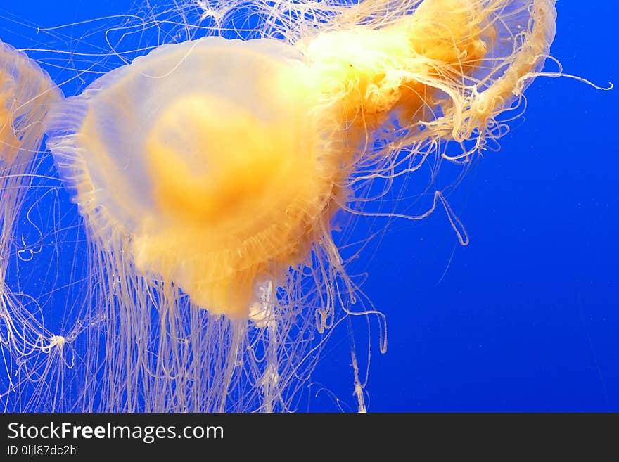 Jellyfish, Cnidaria, Invertebrate, Marine Invertebrates