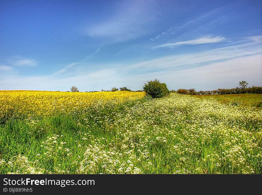 Grassland, Sky, Prairie, Field