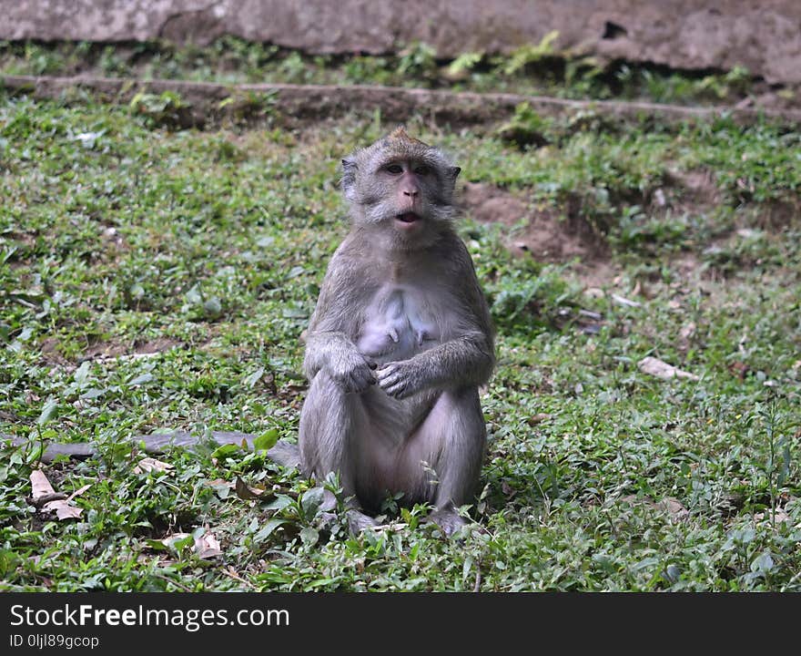 Macaque, Fauna, Mammal, Primate