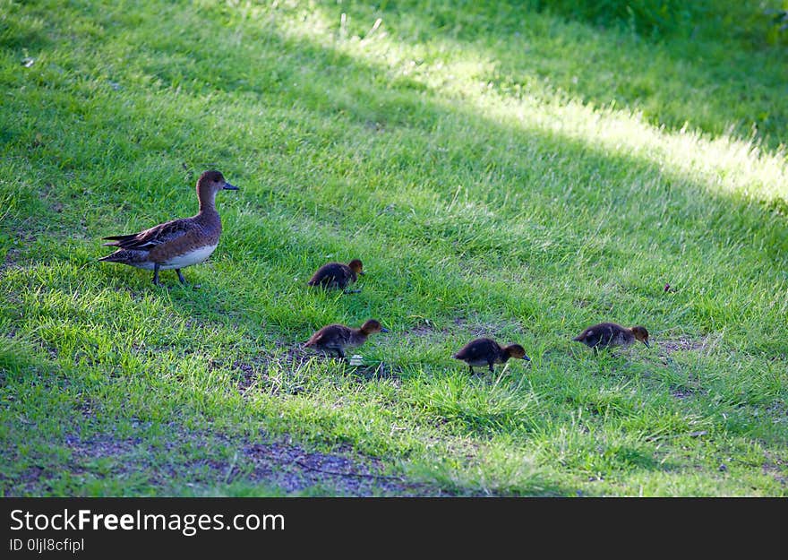 Bird, Ecosystem, Fauna, Nature Reserve