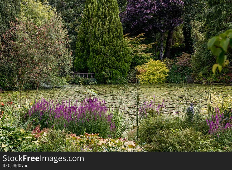 Vegetation, Garden, Botanical Garden, Plant