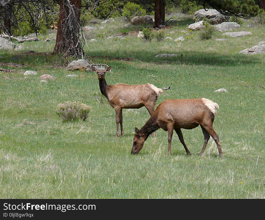 Wildlife, Deer, Fauna, Elk