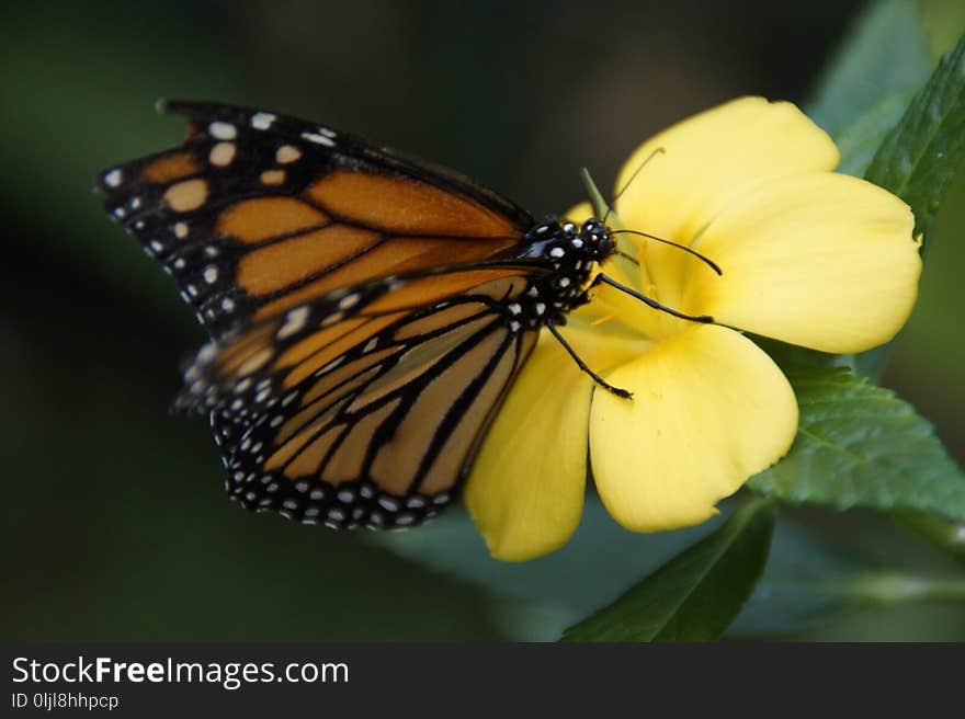 Butterfly, Insect, Moths And Butterflies, Monarch Butterfly