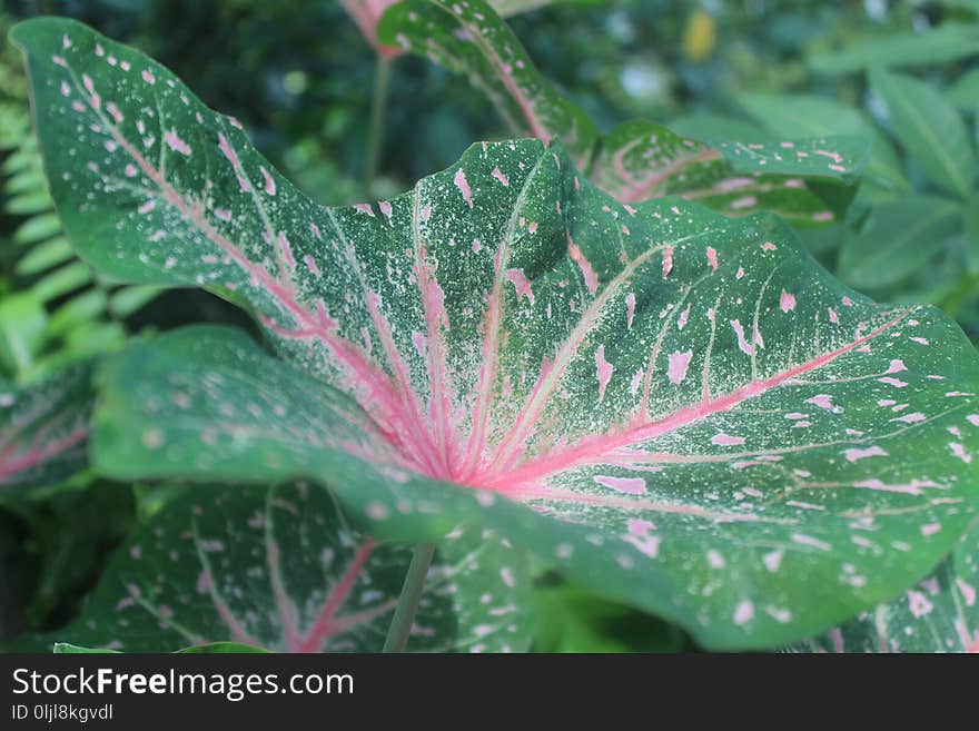 Leaf, Vegetation, Plant, Flora