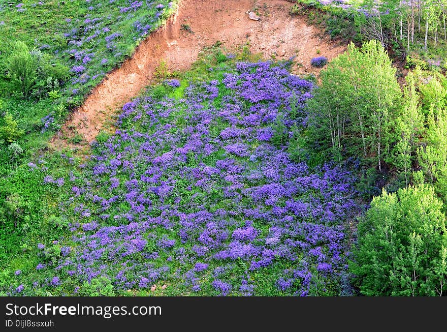 Plant, Flower, Vegetation, Flora