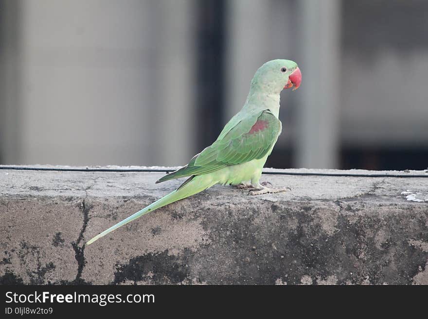 Bird, Parakeet, Parrot, Common Pet Parakeet