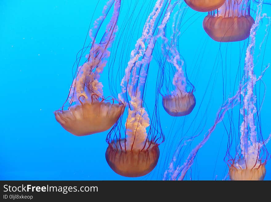 Jellyfish, Cnidaria, Marine Invertebrates, Marine Biology