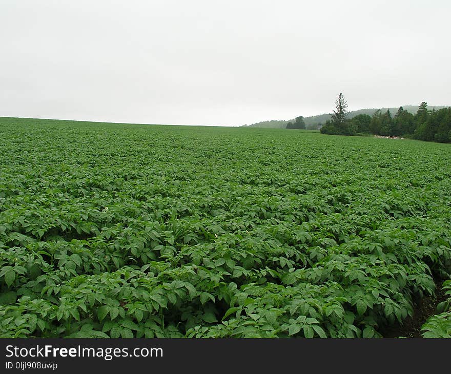 Vegetation, Field, Agriculture, Crop