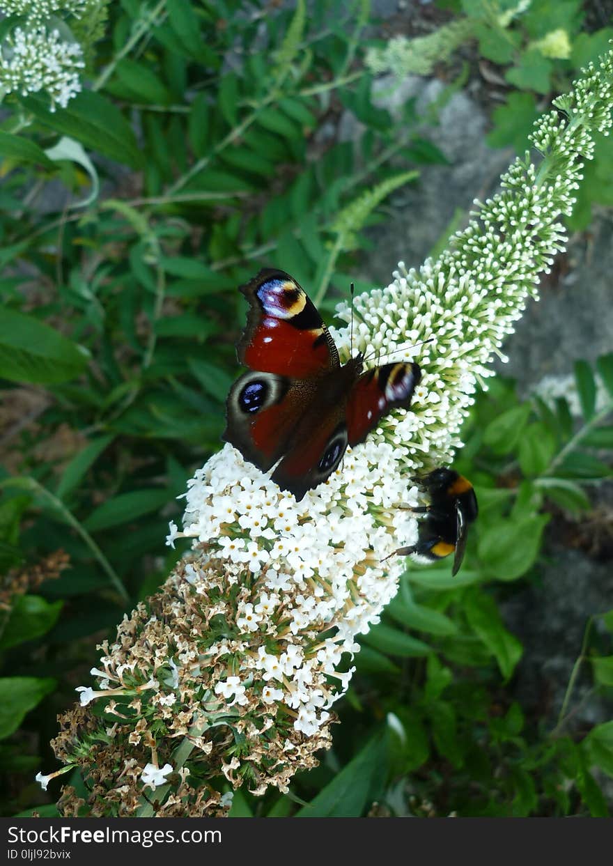 Butterfly, Moths And Butterflies, Insect, Brush Footed Butterfly